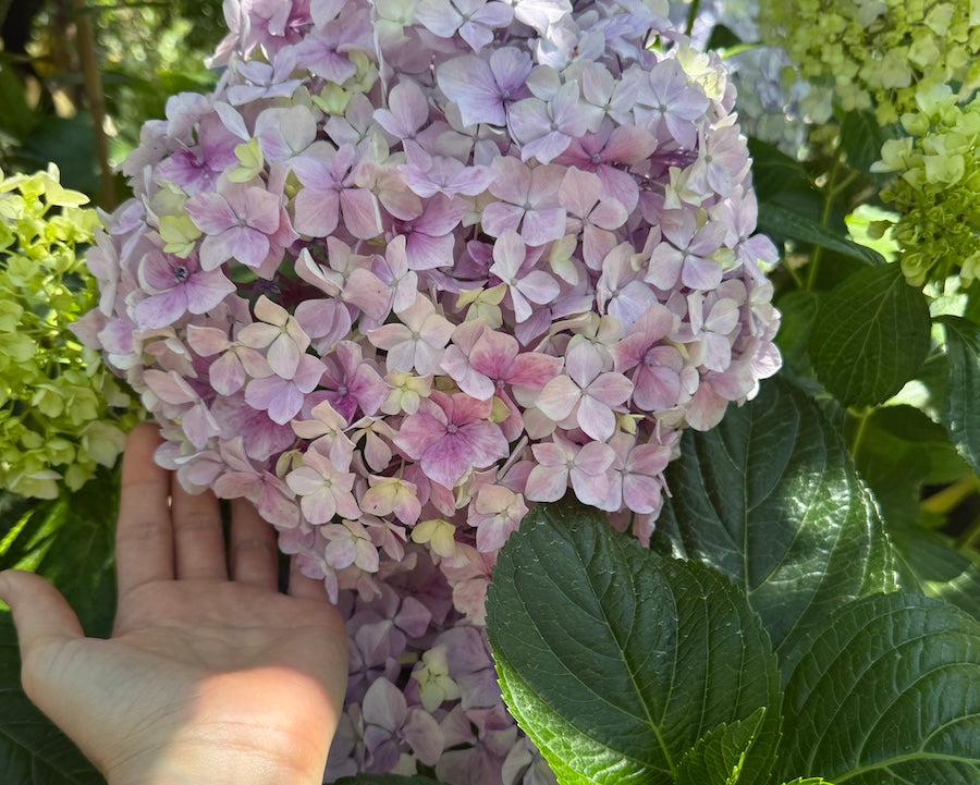 Vibration - Beyonce style